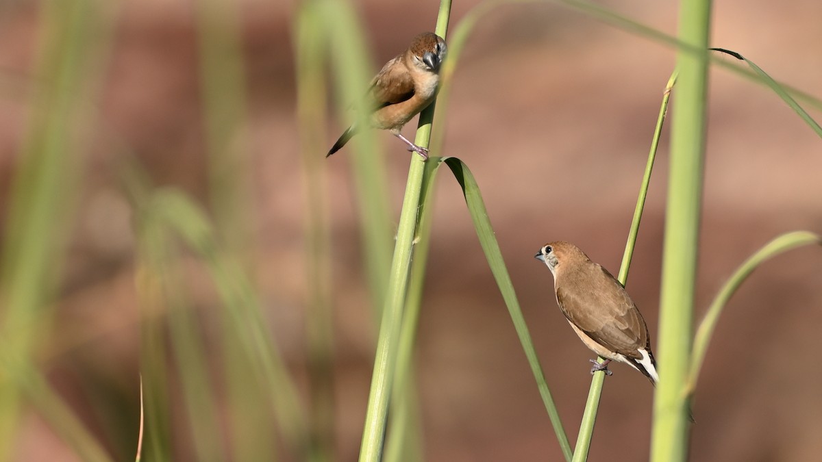 Indian Silverbill - ML631843518
