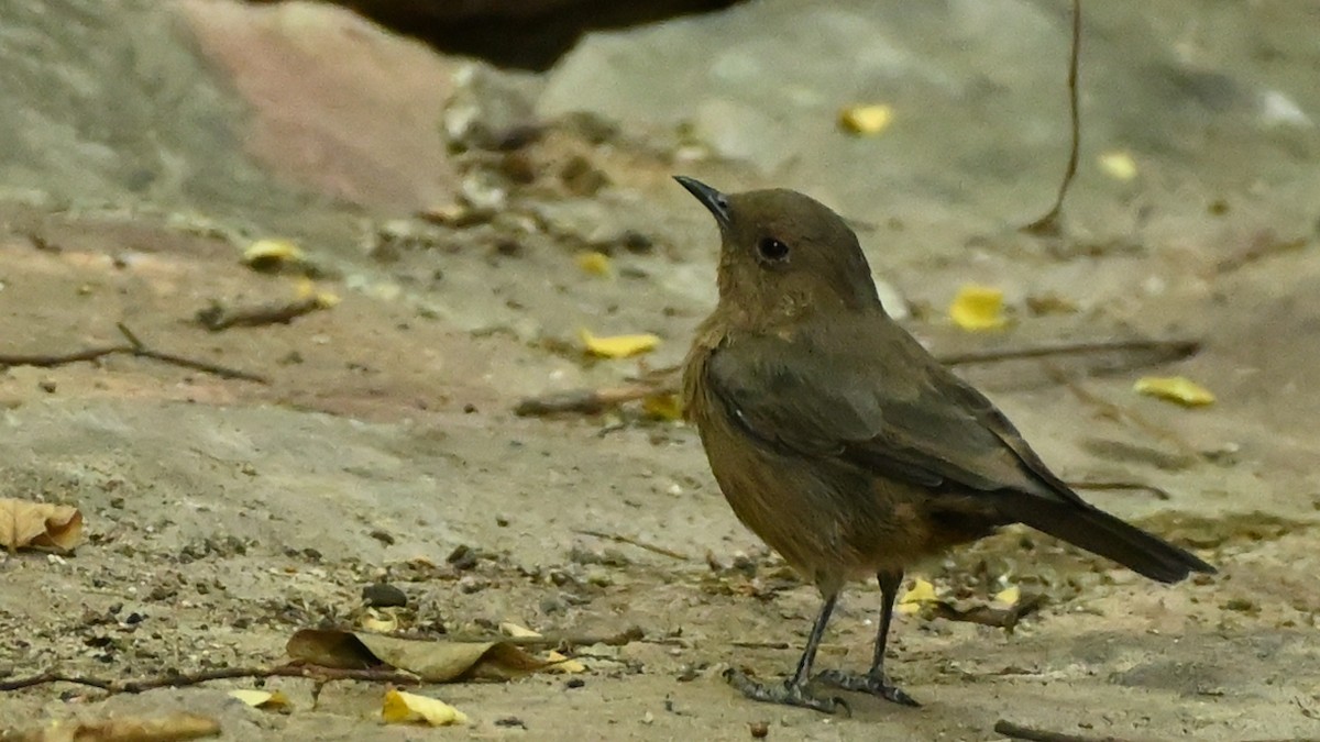 Brown Rock Chat - ML631843522