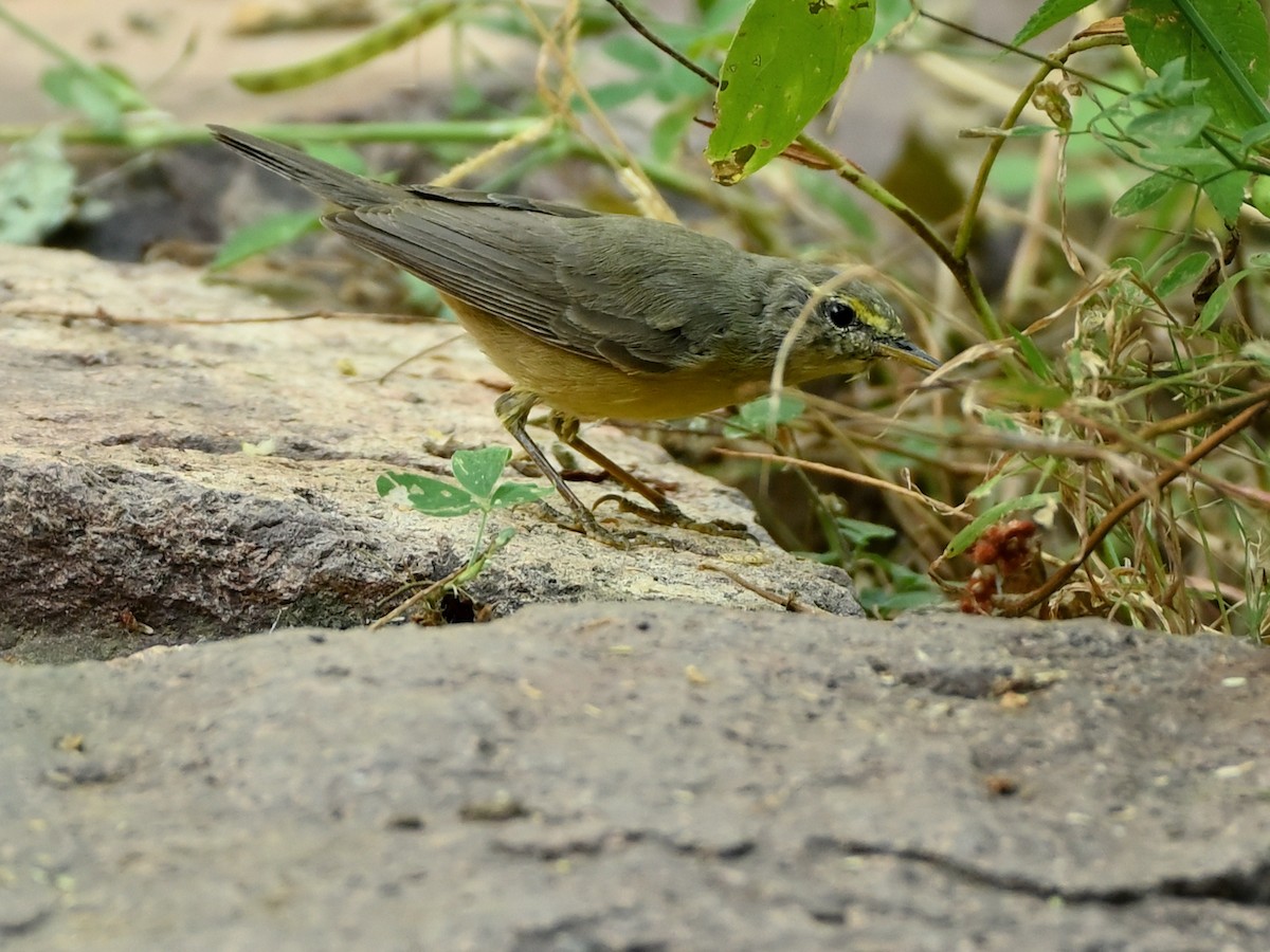 Sulphur-bellied Warbler - ML631843533