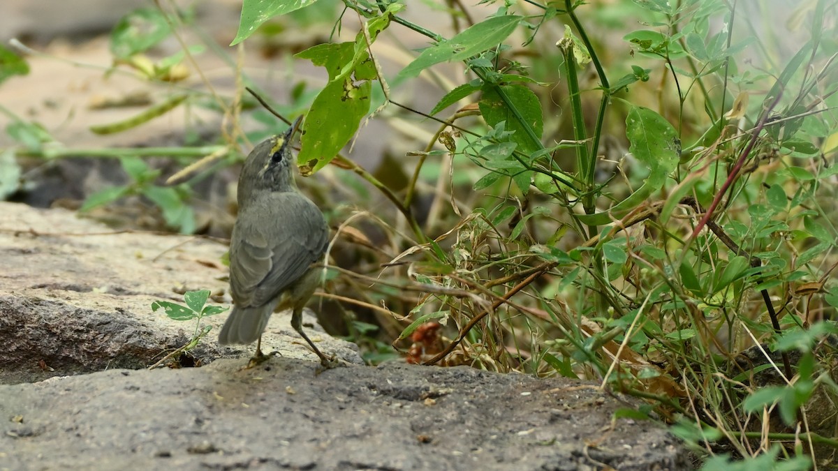 Sulphur-bellied Warbler - ML631843534