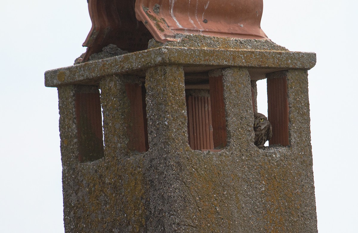 Little Owl - ML631843609