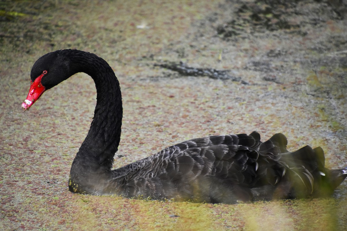 Black Swan - ML631843678