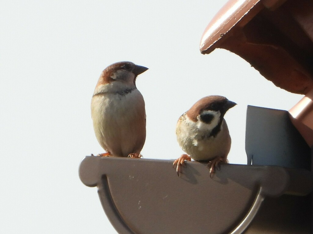 House x Eurasian Tree Sparrow (hybrid) - ML631844072