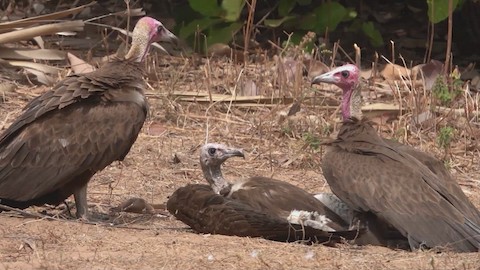 Hooded Vulture - Romuald Mikusek