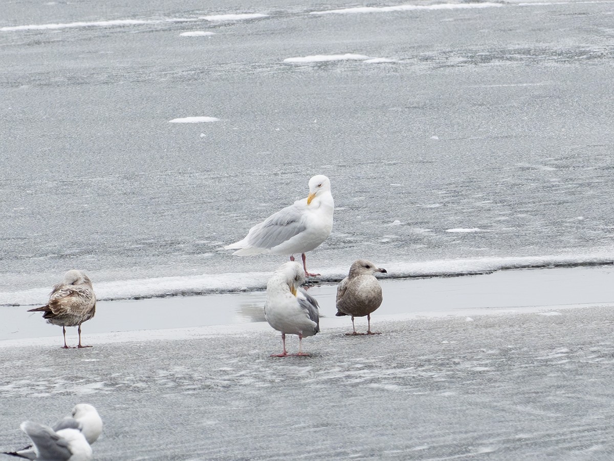 Glaucous Gull - ML631844119