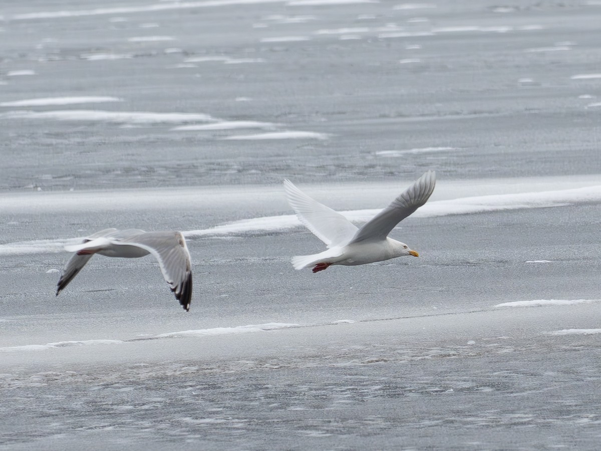 Glaucous Gull - ML631844120