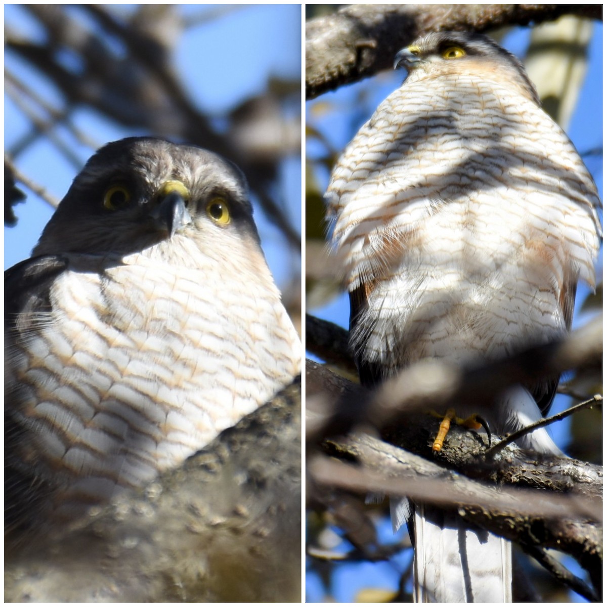 Морин харцага - ML631844233