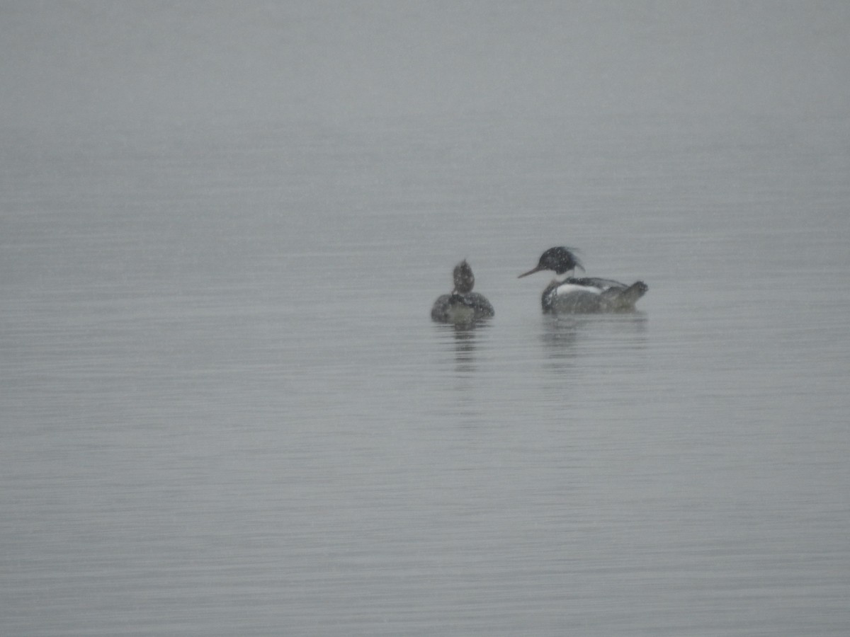 Сэвгэр бохио - ML631844237