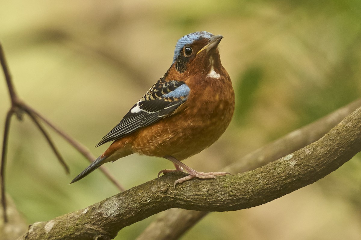 White-throated Rock-Thrush - ML631844262