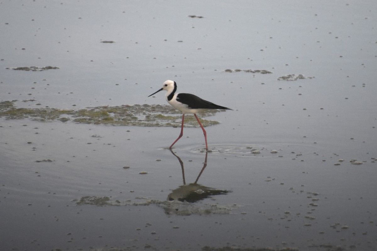 Pied Stilt - ML631844266