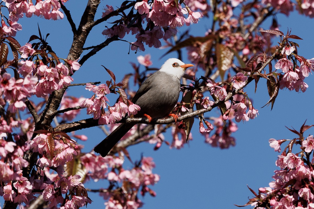 White-headed Bulbul - ML631844274