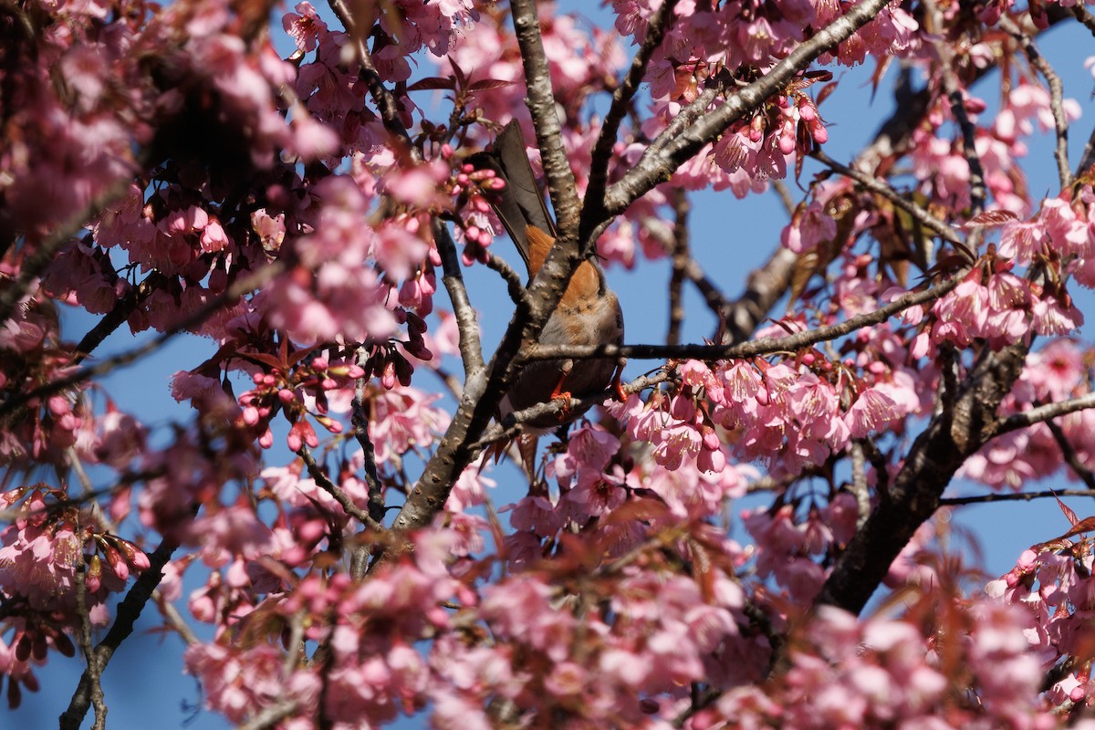 White-headed Bulbul - ML631844276