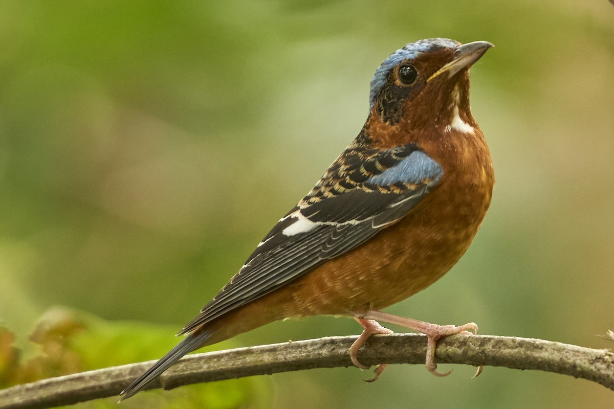 White-throated Rock-Thrush - ML631844280