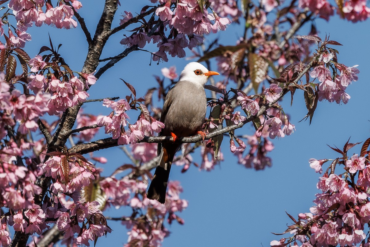 White-headed Bulbul - ML631844326