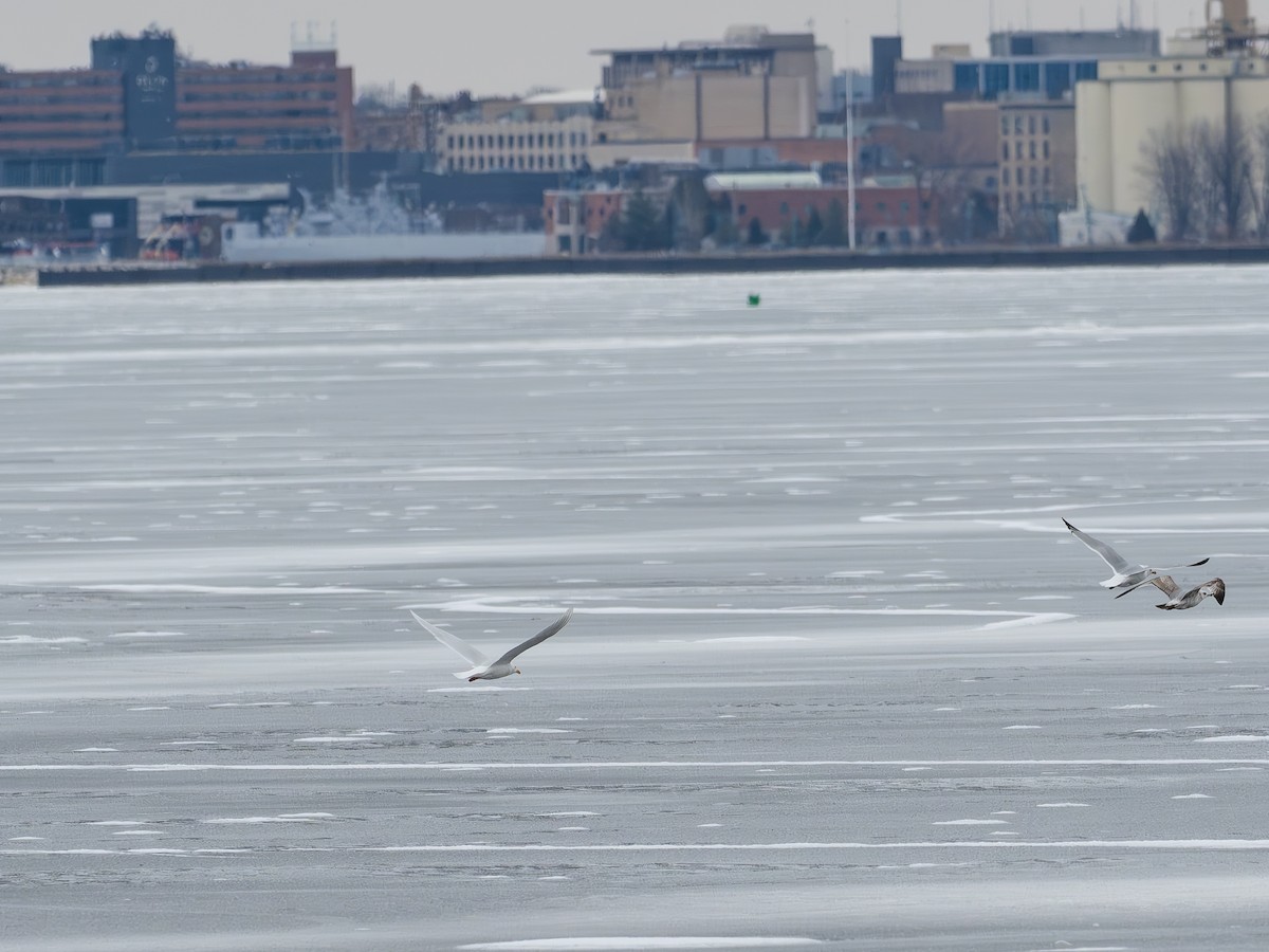 Glaucous Gull - ML631844364