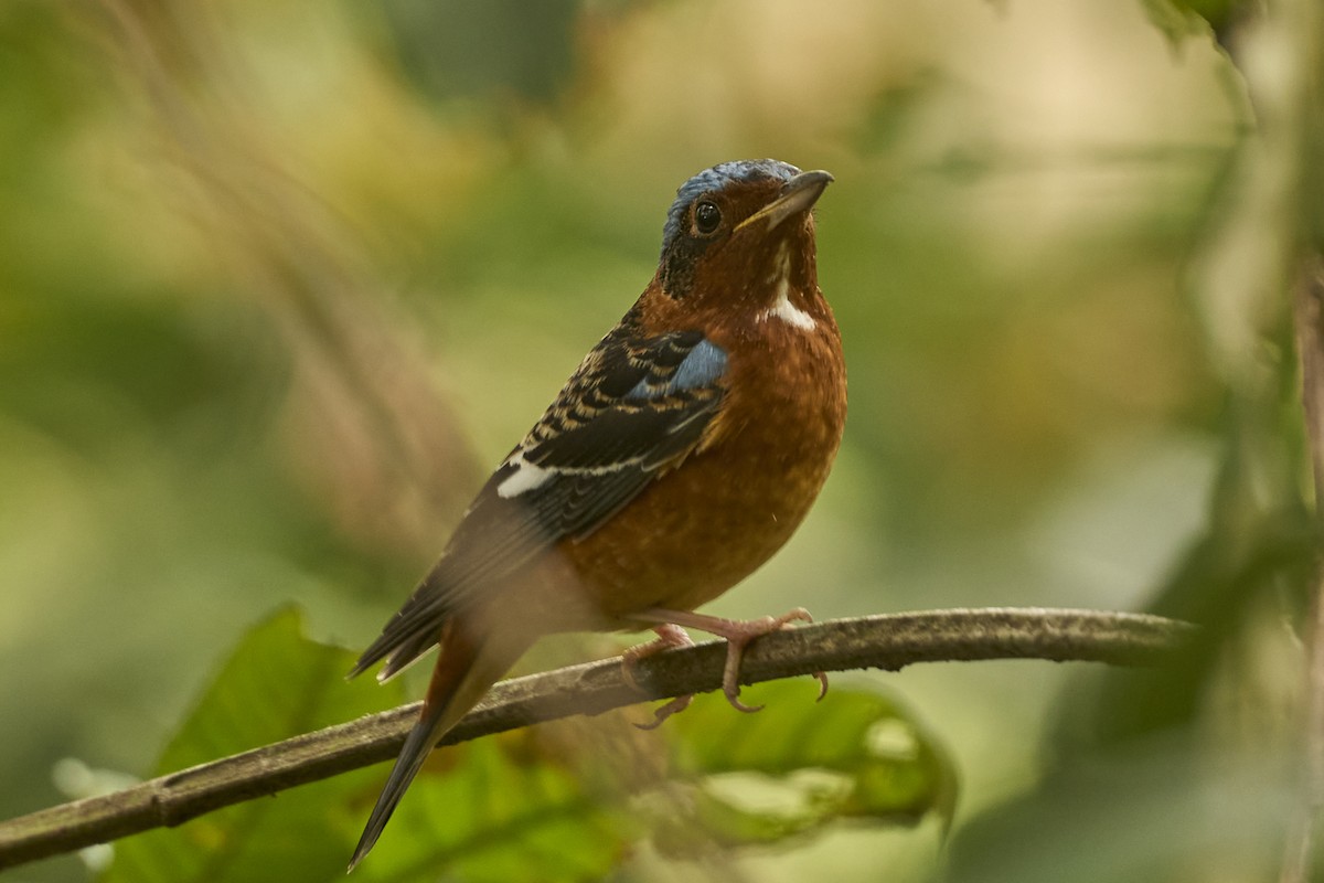 White-throated Rock-Thrush - ML631844397