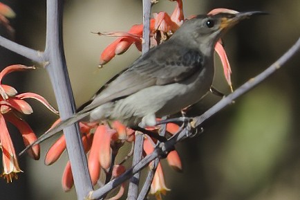 Mouse-colored Sunbird - ML631844399