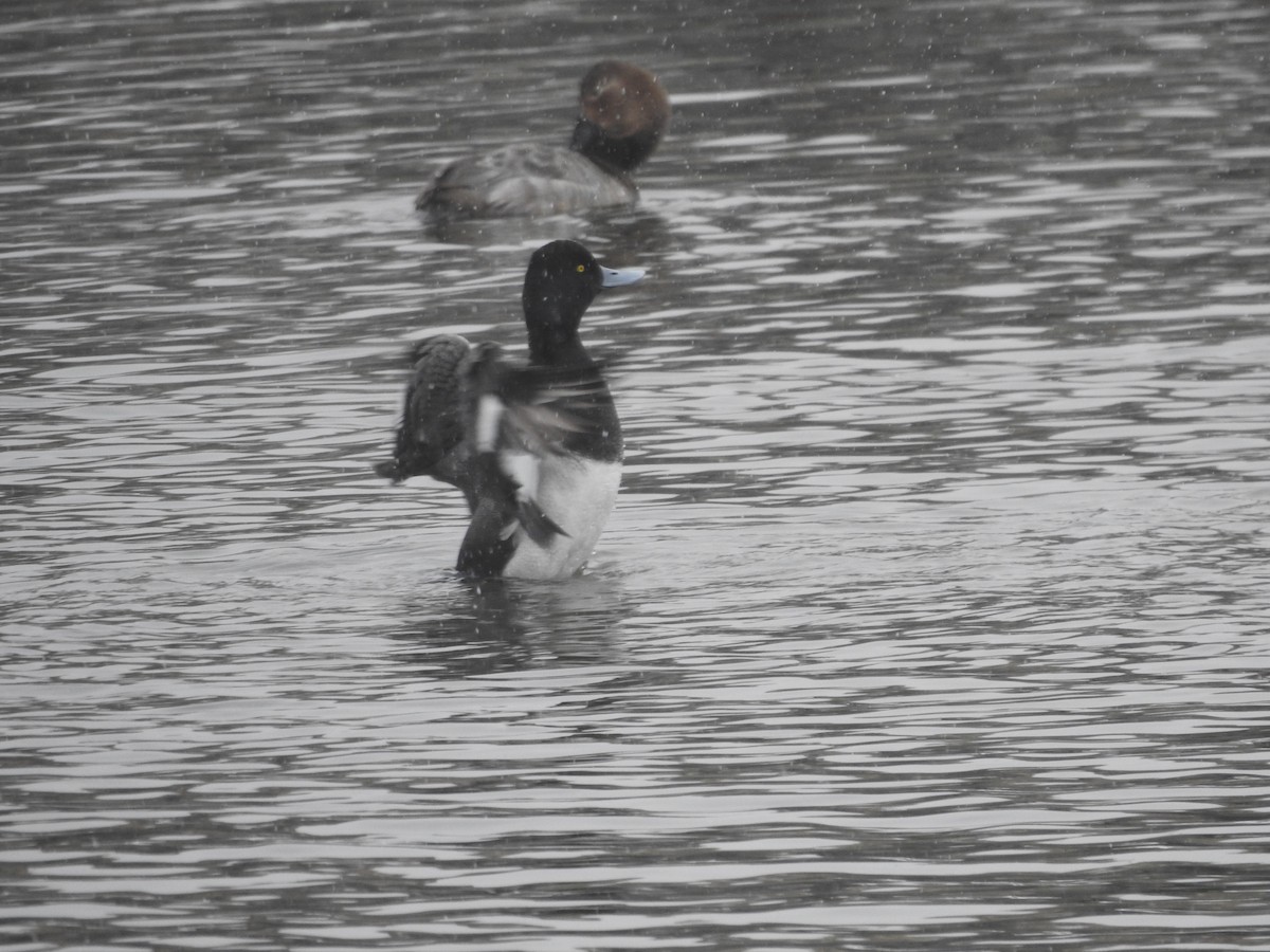Lesser Scaup - ML631844401