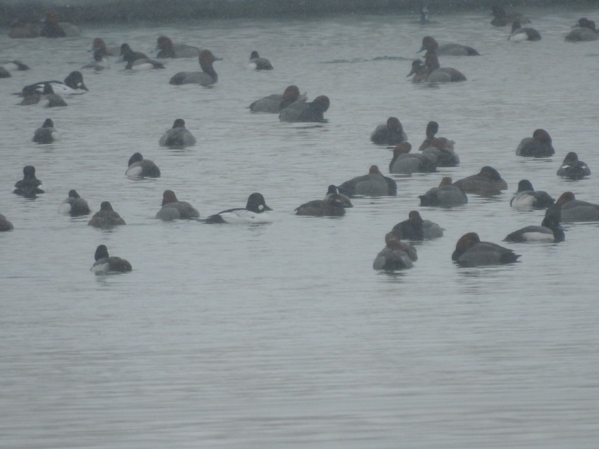 Lesser Scaup - ML631844402