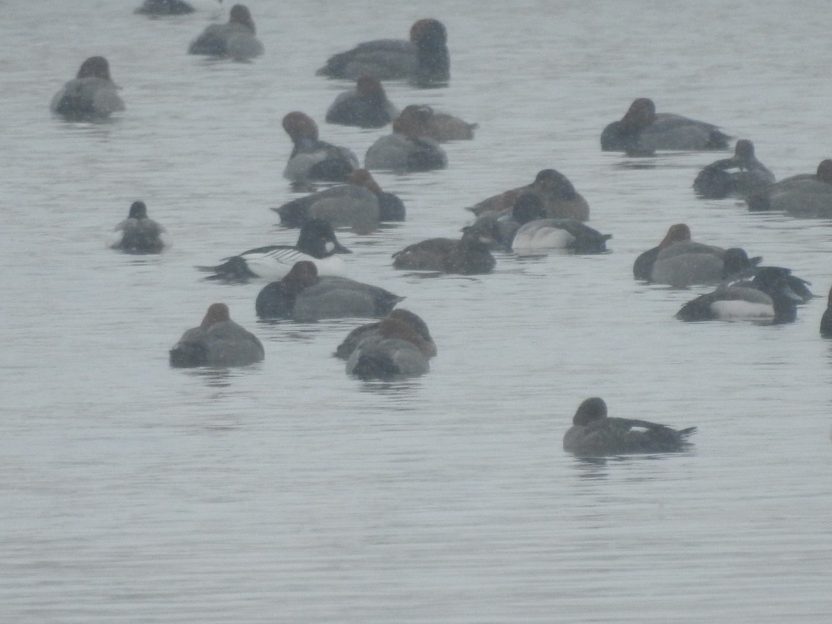 Lesser Scaup - ML631844403