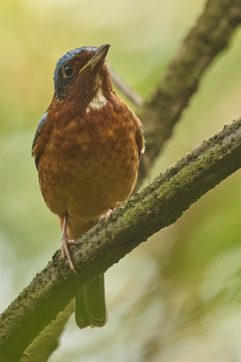 White-throated Rock-Thrush - ML631844428