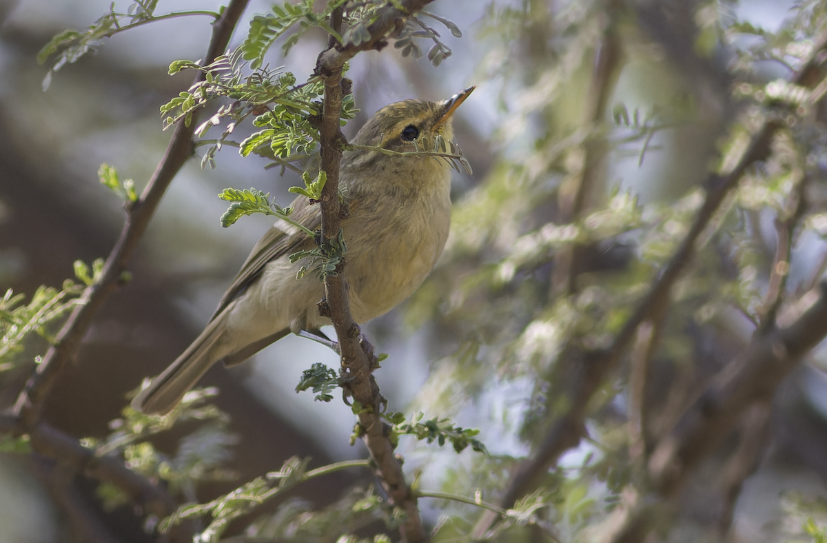 Brooks's Leaf Warbler - ML631844560