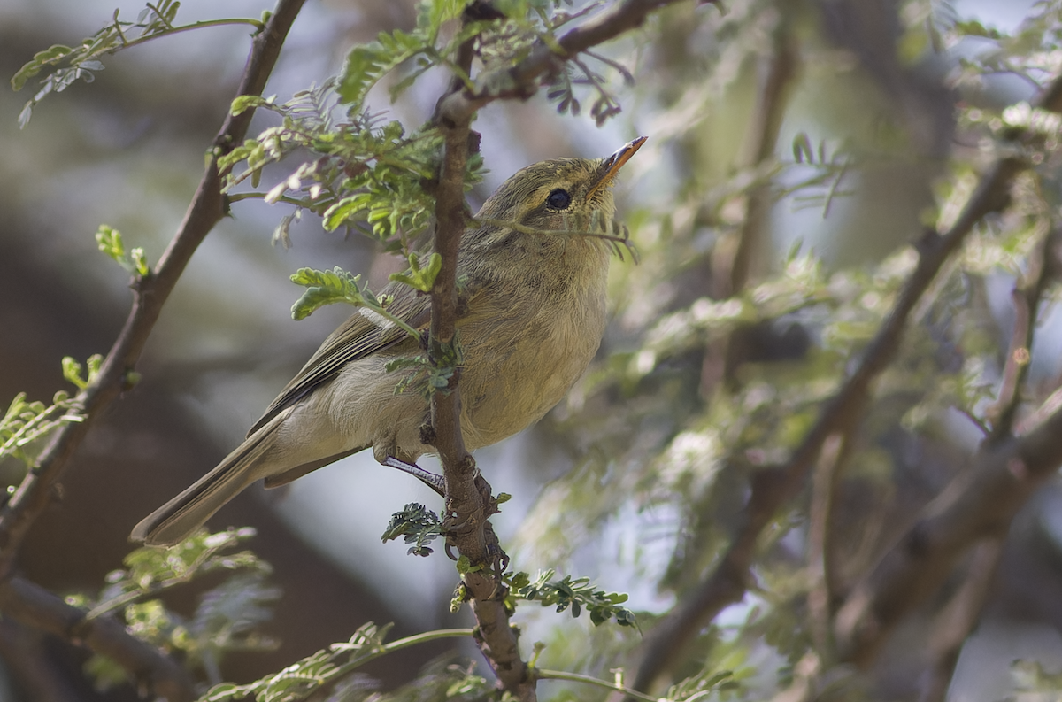Brooks's Leaf Warbler - ML631844561