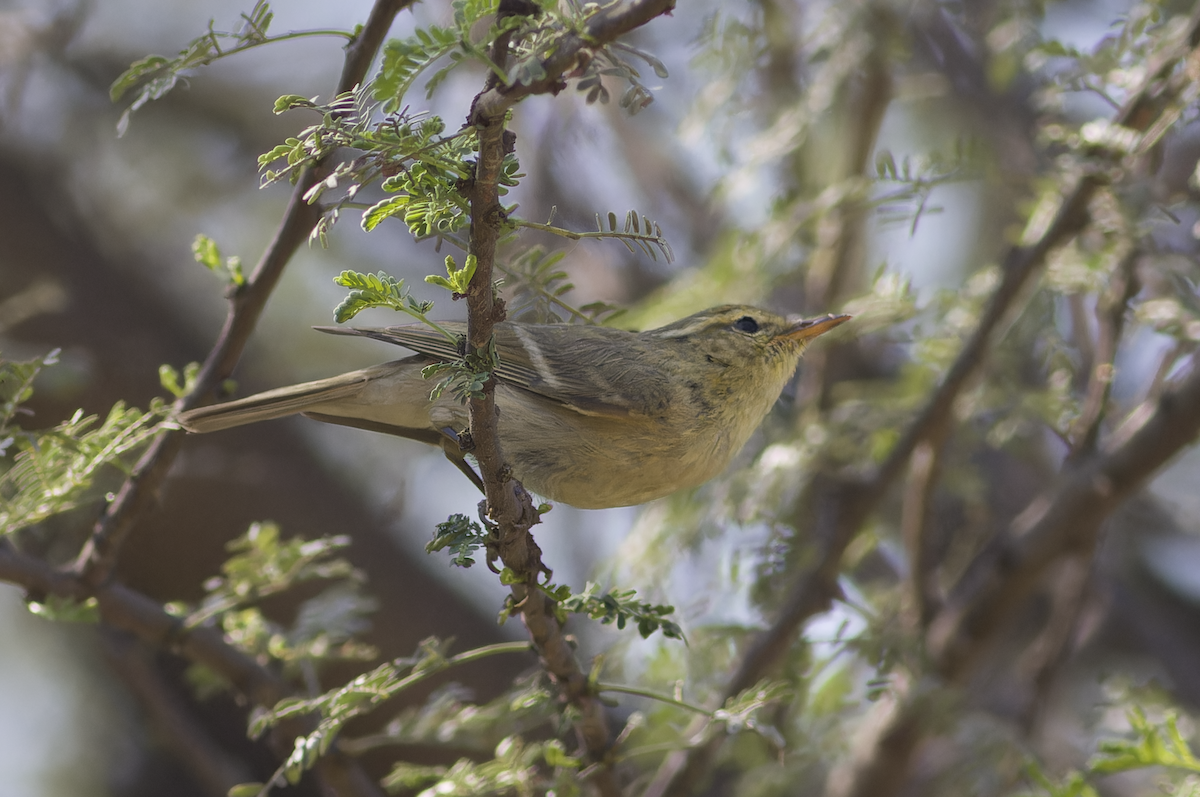 Brooks's Leaf Warbler - ML631844563