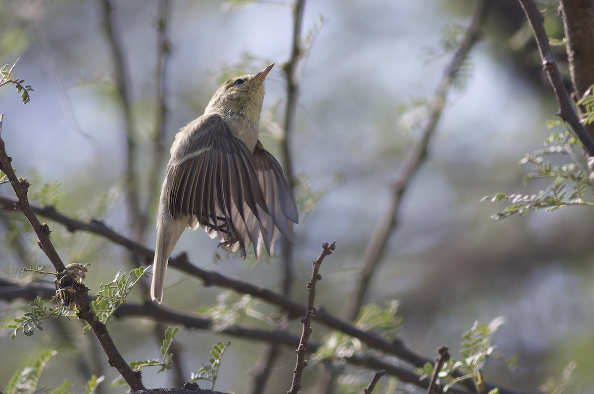 Brooks's Leaf Warbler - ML631844564