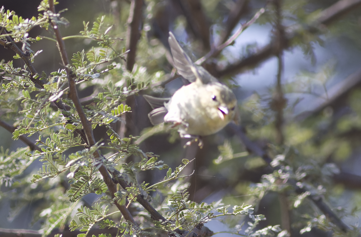 Brooks's Leaf Warbler - ML631844565