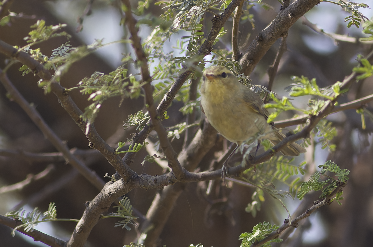 Brooks's Leaf Warbler - ML631844567