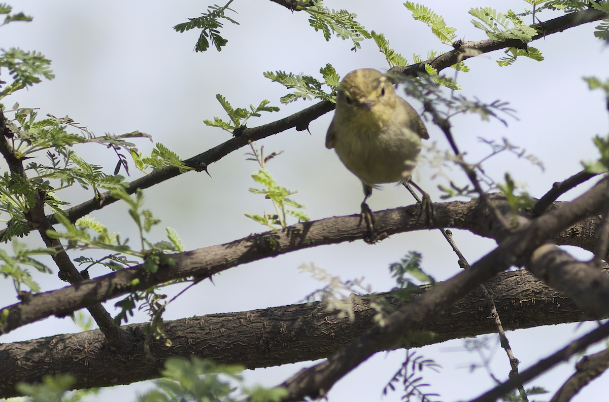 Brooks's Leaf Warbler - ML631844568