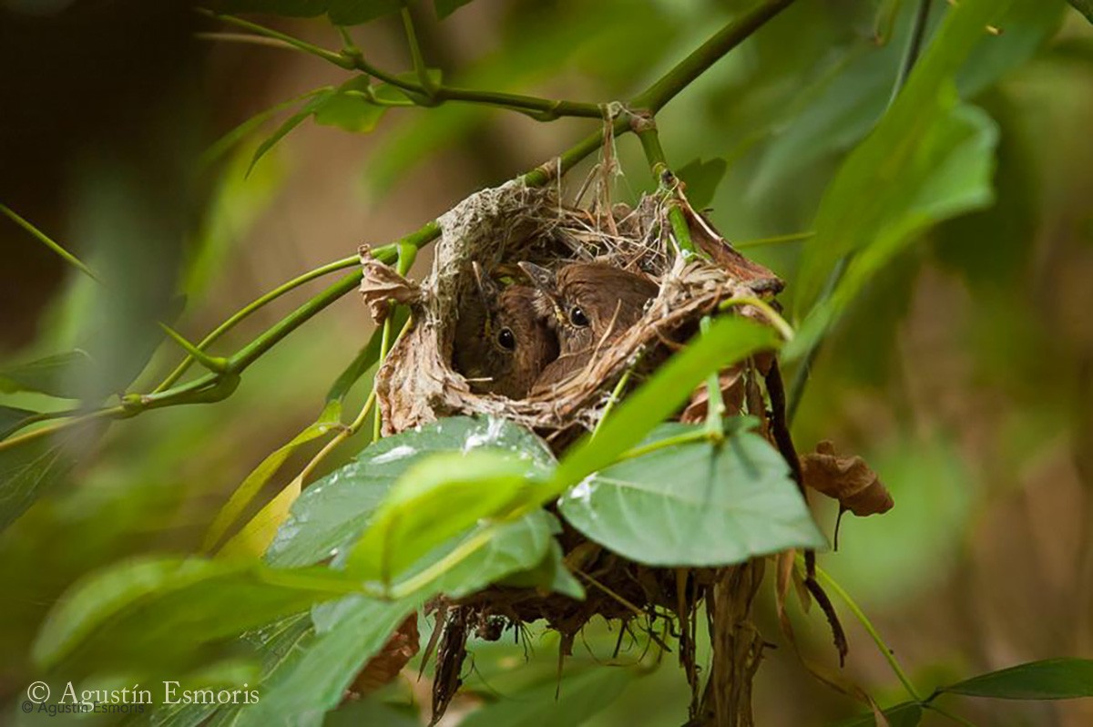 Bran-colored Flycatcher - ML631844573