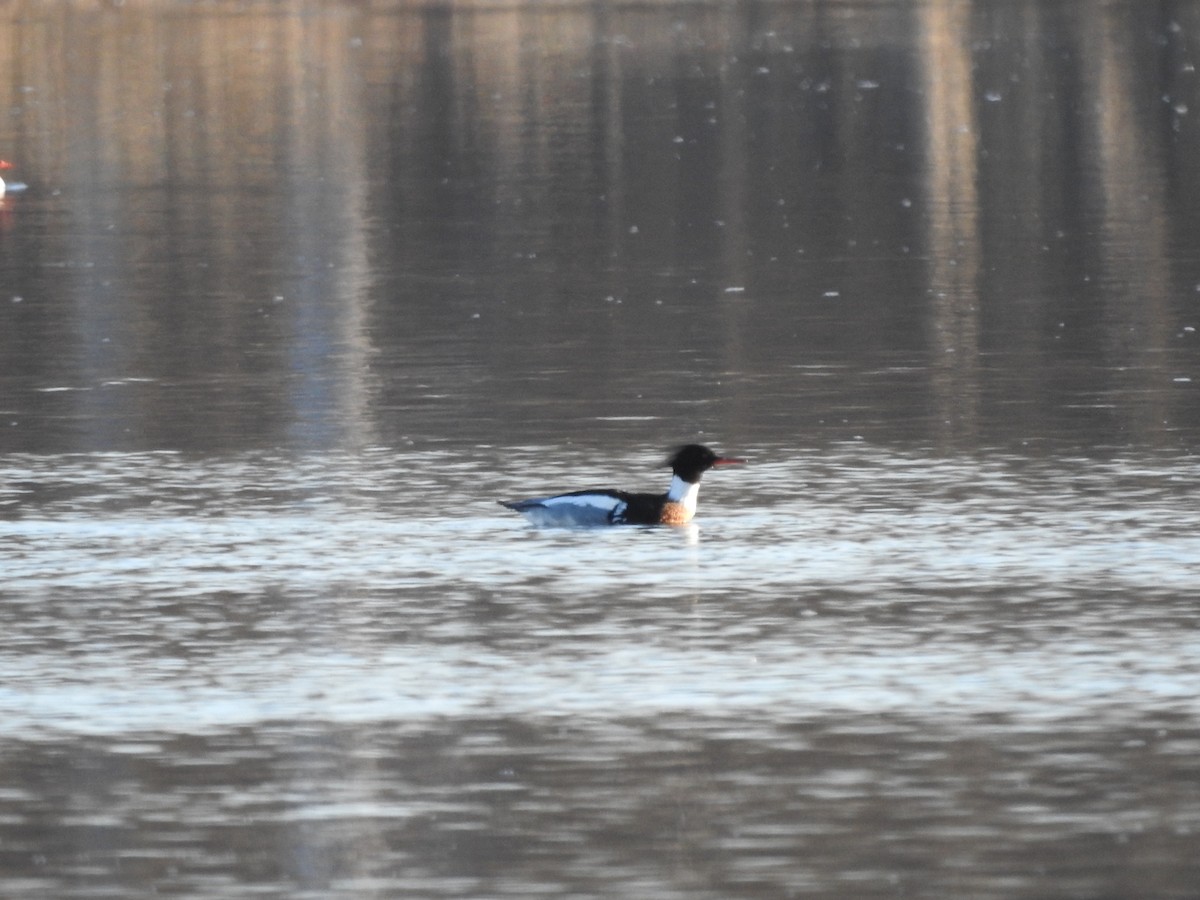 Сэвгэр бохио - ML631844632