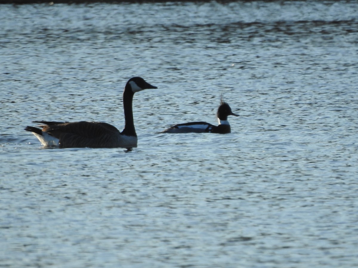 Сэвгэр бохио - ML631844633