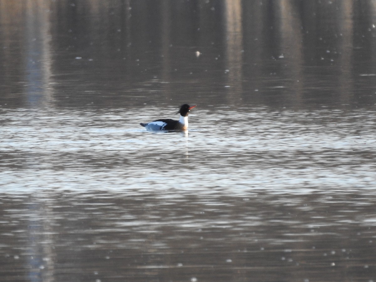 Сэвгэр бохио - ML631844634