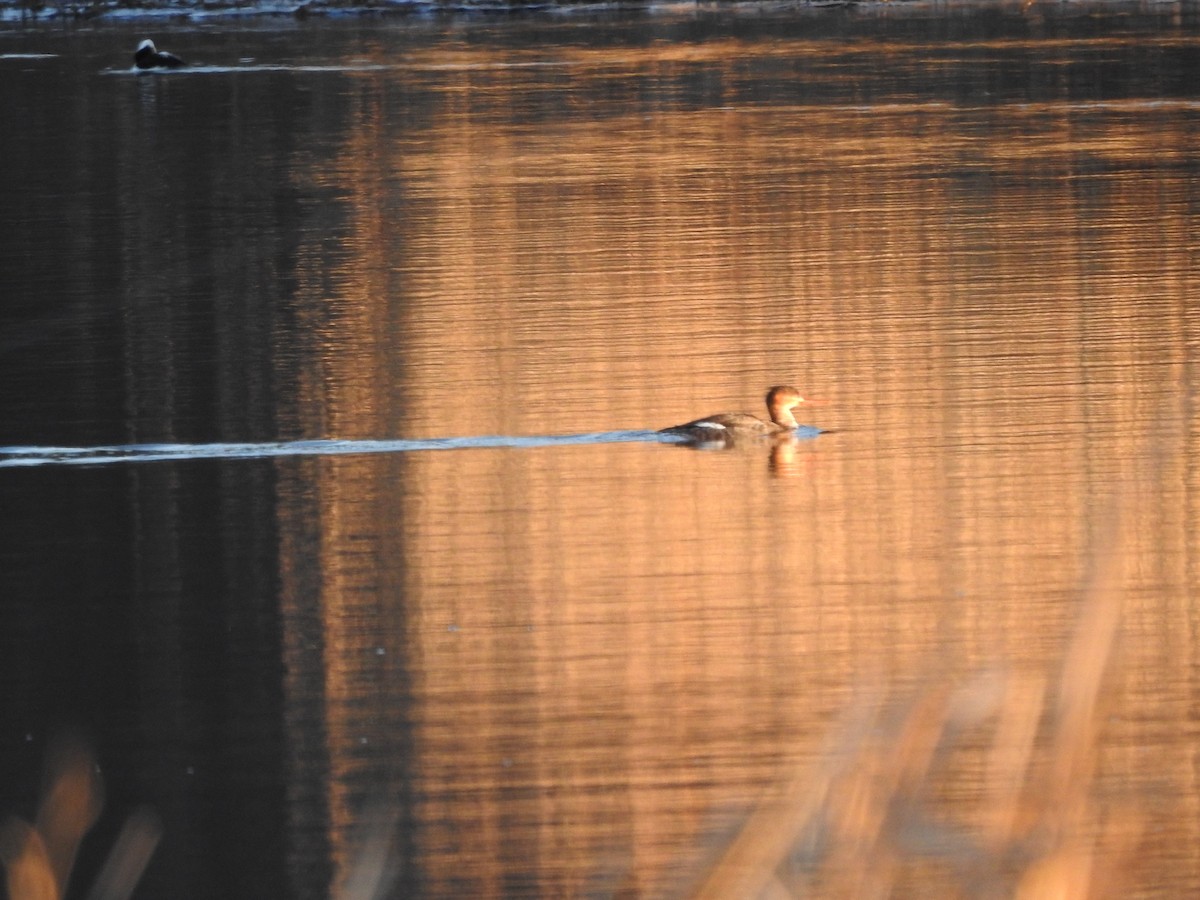 Сэвгэр бохио - ML631844636