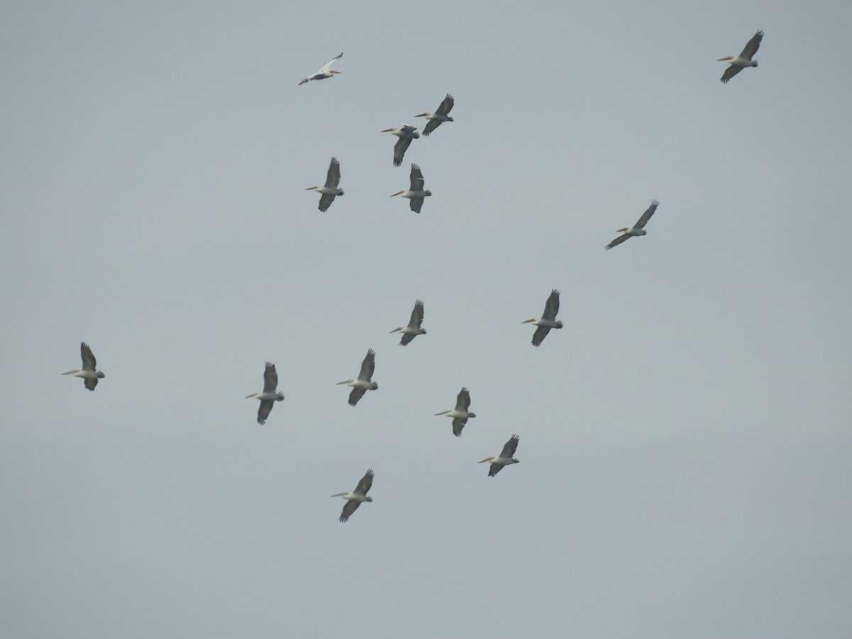 Dalmatian Pelican - ML631844765