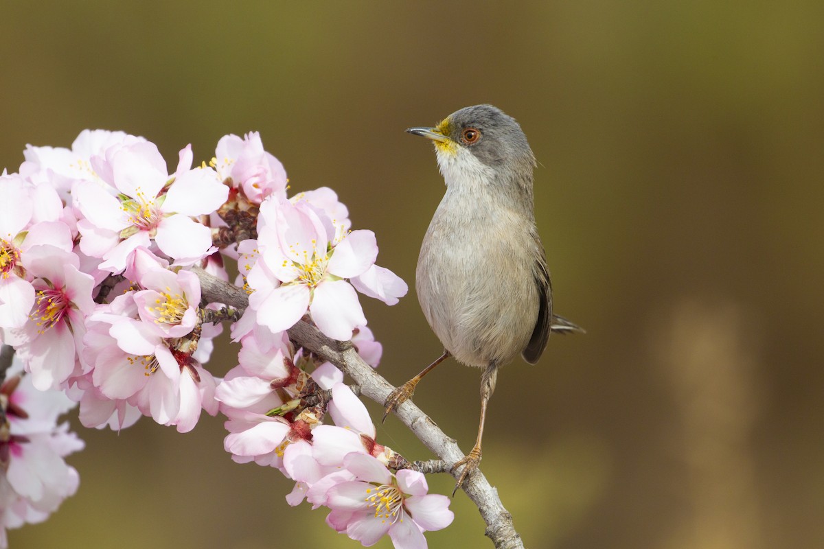 Sardinian Warbler - ML631844798