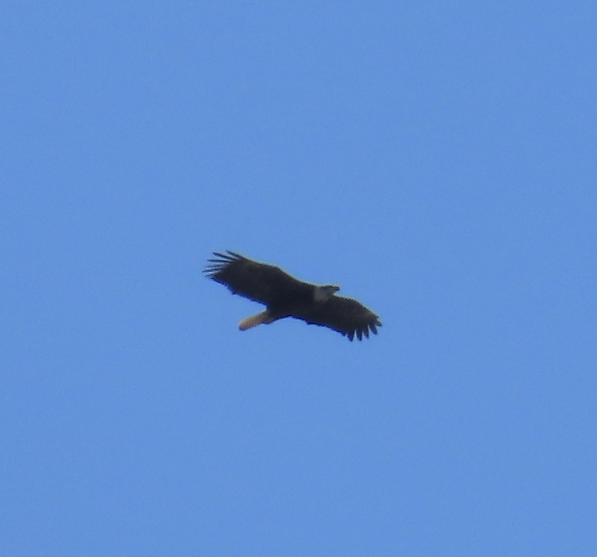 Bald Eagle - ML631844840