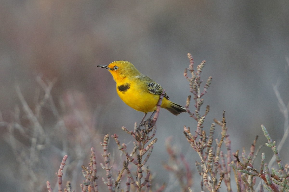 Yellow Chat - ML631844944