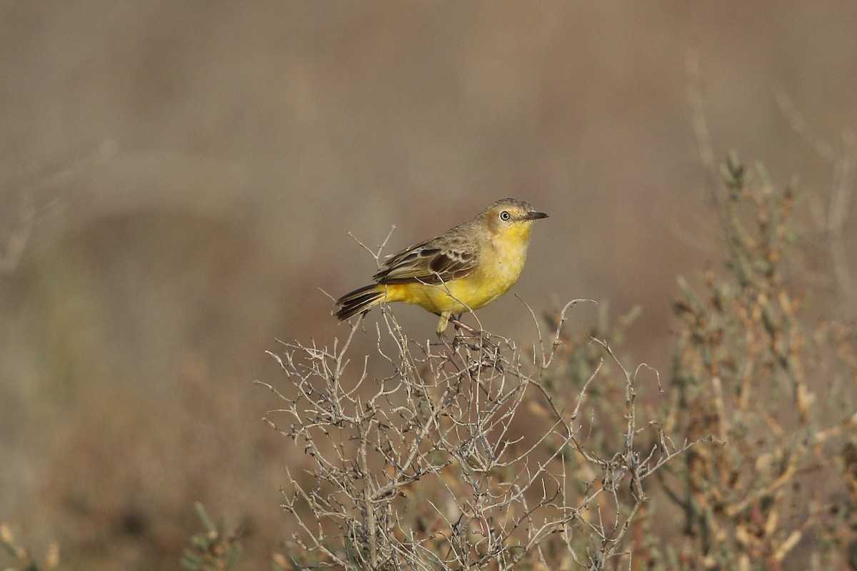 Yellow Chat - ML631844945