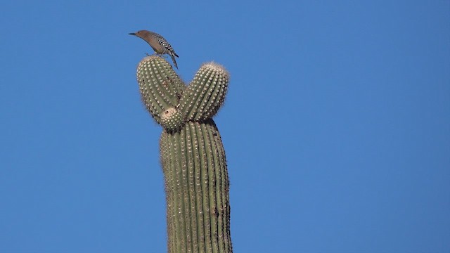 Gila Woodpecker - ML631844953