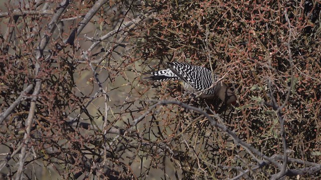 Gila Woodpecker - ML631844992