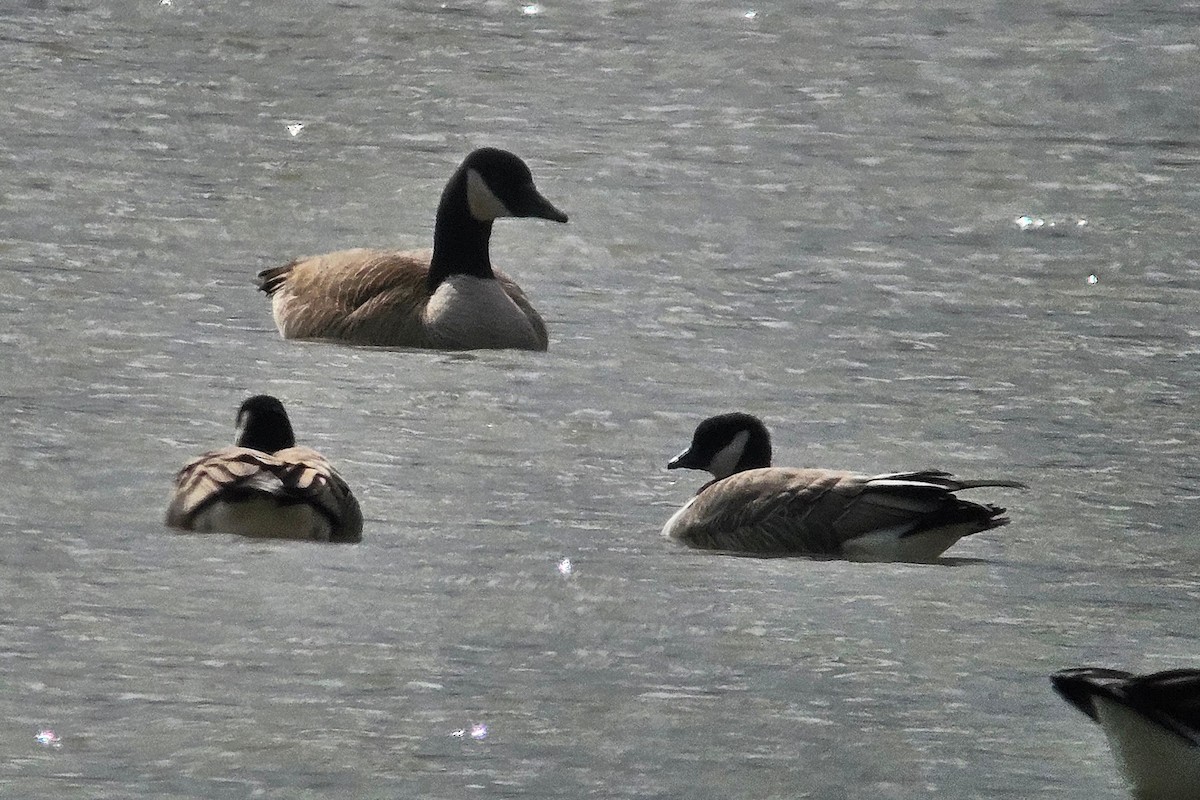 Cackling Goose - ML631845014