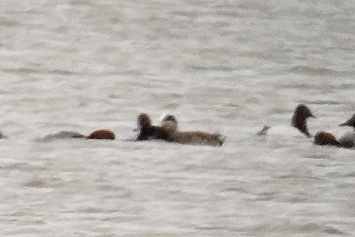 American Wigeon - ML631845020