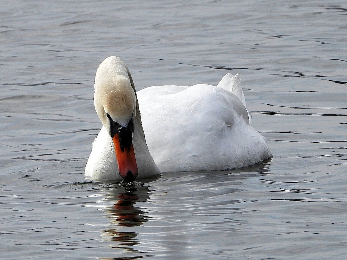 Cigno reale - ML631845151