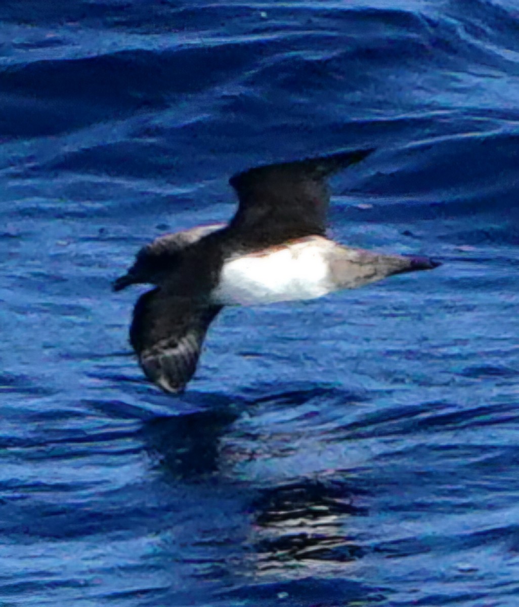 Atlantic Petrel - ML631845180
