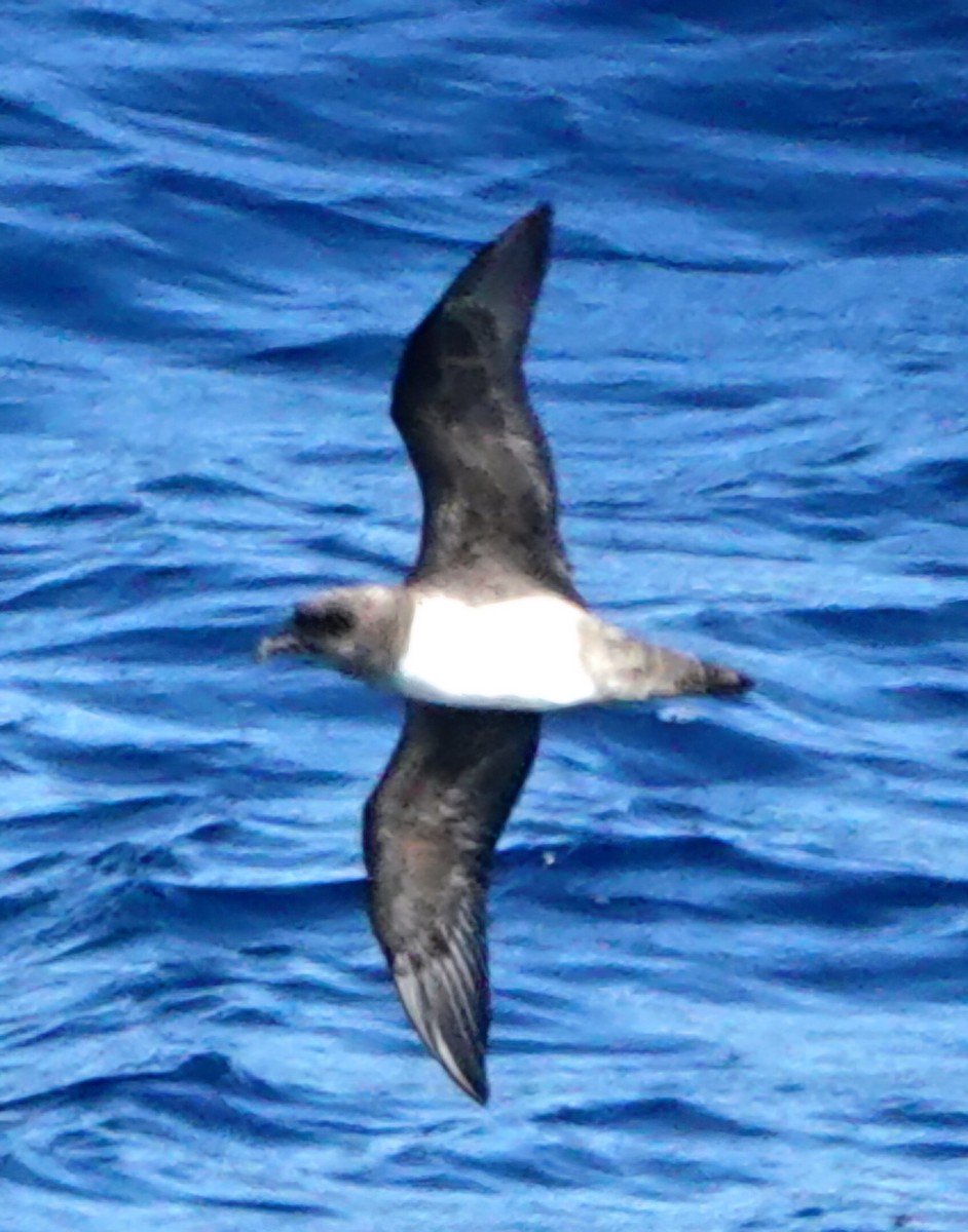 Atlantic Petrel - ML631845188