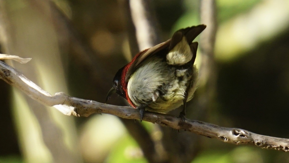 Crimson-backed Sunbird - ML631845335